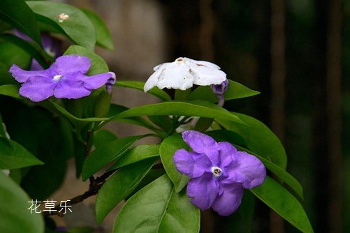 灵芝症状一区二区三区在线欧洲，揭示自然界的健康奇观