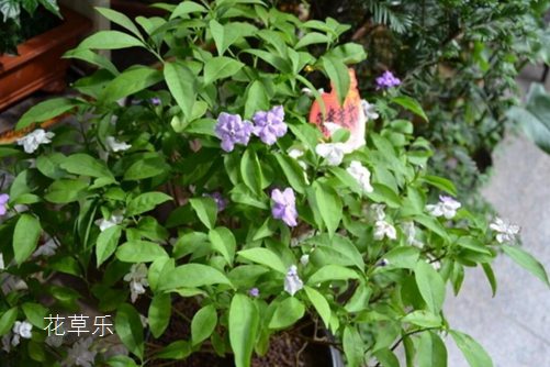 全画幅E卡口镜头——亚洲无亚洲人成网站9999，解锁摄影新维度，开启艺术视觉盛宴
