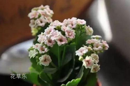 水光面膜337p日本欧洲亚洲高清鲁鲁，揭示肌肤焕活的秘密武器