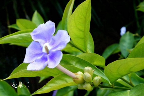 比较火动漫国产少女免费观看高清电视剧大全，创新与经典的激烈碰撞！